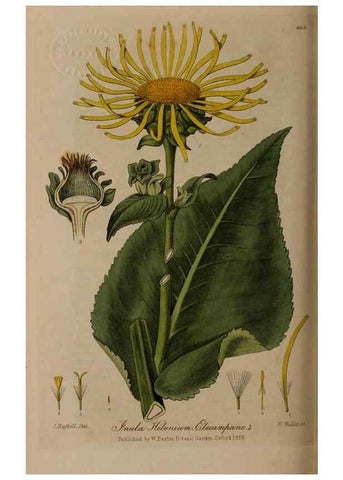 Reproducción/Reproduction 28404829434: British phaenogamous botany,. Oxford,Published by the author, sold by J.H. Parker [etc.]1834-43.