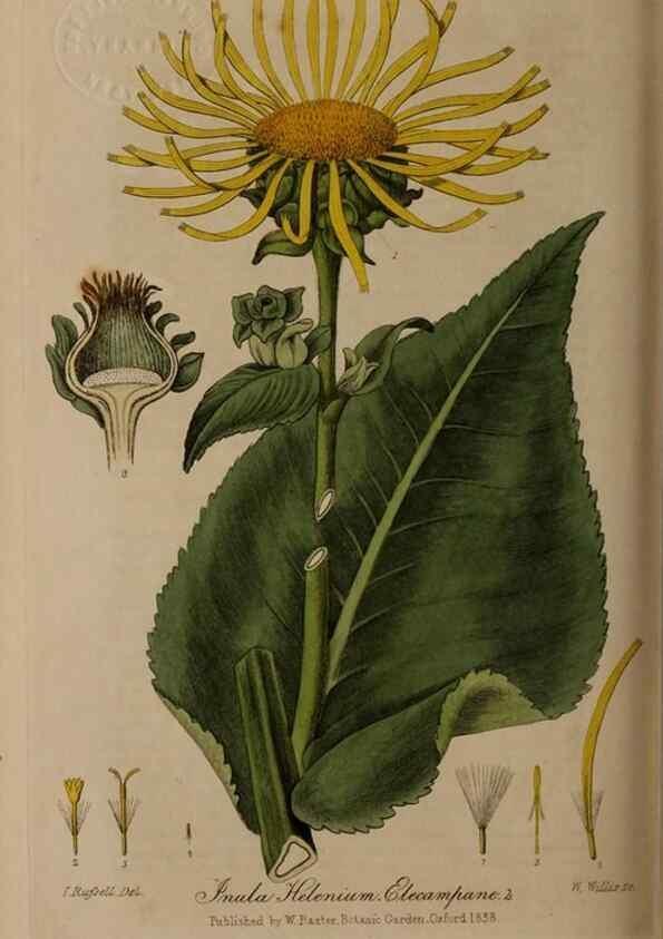 Reproducción/Reproduction 28404829434: British phaenogamous botany,. Oxford,Published by the author, sold by J.H. Parker [etc.]1834-43.