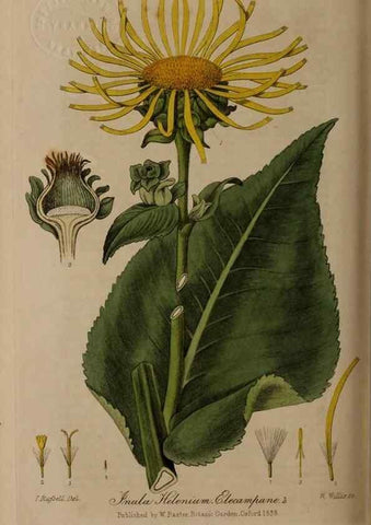 Reproducción/Reproduction 28404829434: British phaenogamous botany,. Oxford,Published by the author, sold by J.H. Parker [etc.]1834-43.