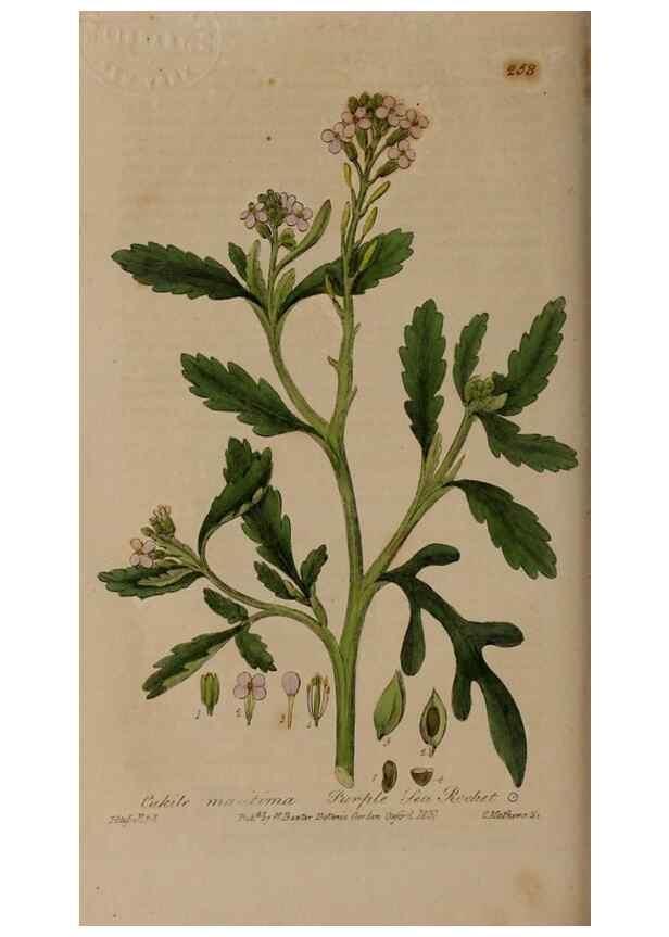 Reproducción/Reproduction 28407771263: British phaenogamous botany,. Oxford,Published by the author, sold by J.H. Parker [etc.]1834-43.