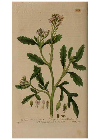 Reproducción/Reproduction 28407771263: British phaenogamous botany,. Oxford,Published by the author, sold by J.H. Parker [etc.]1834-43.