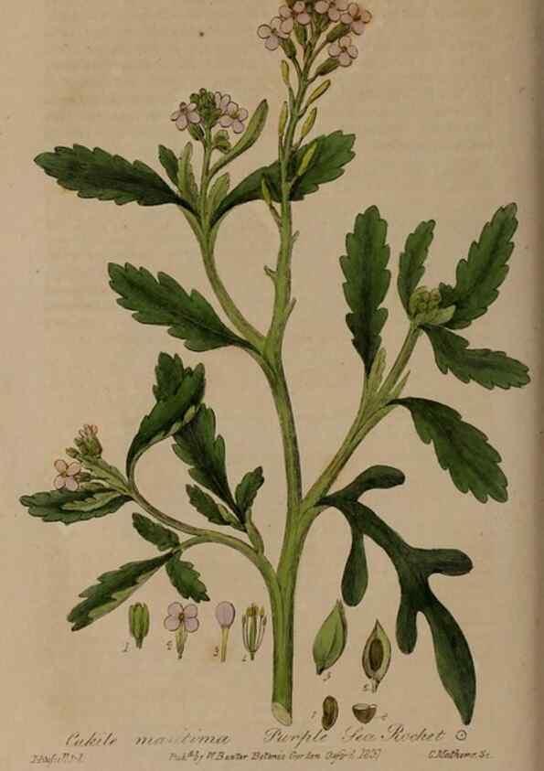 Reproducción/Reproduction 28407771263: British phaenogamous botany,. Oxford,Published by the author, sold by J.H. Parker [etc.]1834-43.