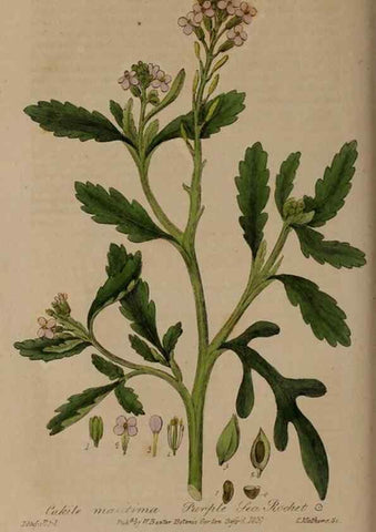 Reproducción/Reproduction 28407771263: British phaenogamous botany,. Oxford,Published by the author, sold by J.H. Parker [etc.]1834-43.