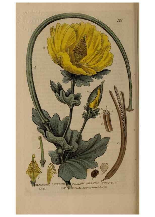 Reproducción/Reproduction 28404134493: British phaenogamous botany,. Oxford,Published by the author, sold by J.H. Parker [etc.]1834-43.