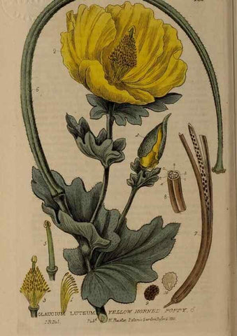Reproducción/Reproduction 28404134493: British phaenogamous botany,. Oxford,Published by the author, sold by J.H. Parker [etc.]1834-43.