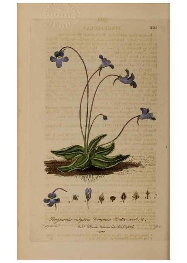Reproducción/Reproduction 28946931761: British phaenogamous botany,. Oxford,Published by the author, sold by J.H. Parker [etc.]1834-43.