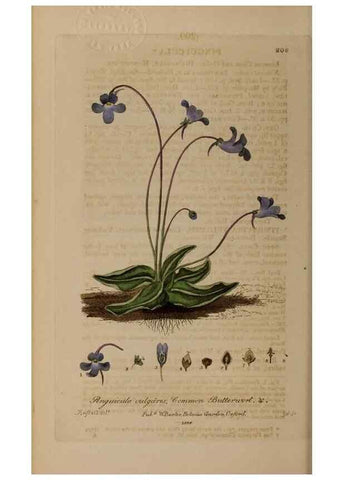 Reproducción/Reproduction 28946931761: British phaenogamous botany,. Oxford,Published by the author, sold by J.H. Parker [etc.]1834-43.