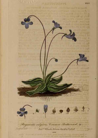 Reproducción/Reproduction 28946931761: British phaenogamous botany,. Oxford,Published by the author, sold by J.H. Parker [etc.]1834-43.