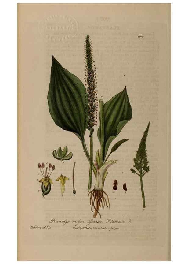 Reproducción/Reproduction 28990178166: British phaenogamous botany,. Oxford,Published by the author, sold by J.H. Parker [etc.]1834-43.