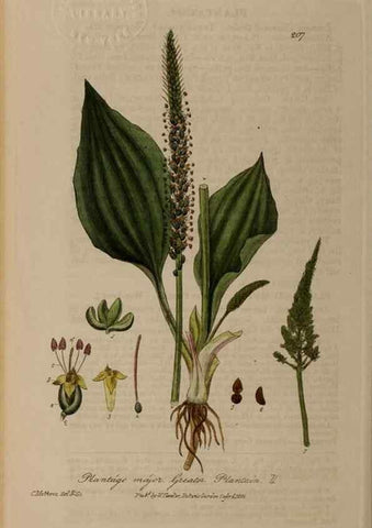Reproducción/Reproduction 28990178166: British phaenogamous botany,. Oxford,Published by the author, sold by J.H. Parker [etc.]1834-43.
