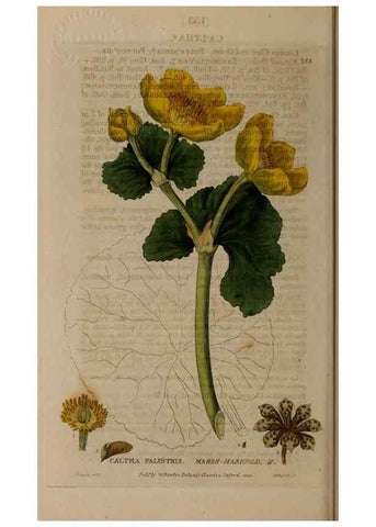 Reproducción/Reproduction 28945552621: British phaenogamous botany,. Oxford,Published by the author, sold by J.H. Parker [etc.]1834-43.