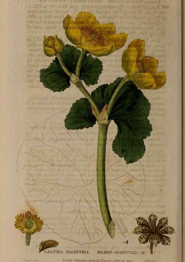 Reproducción/Reproduction 28945552621: British phaenogamous botany,. Oxford,Published by the author, sold by J.H. Parker [etc.]1834-43.