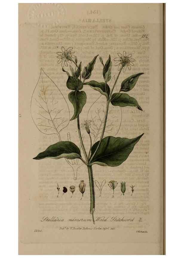 Reproducción/Reproduction 28735290760: British phaenogamous botany,. Oxford,Published by the author, sold by J.H. Parker [etc.]1834-43.