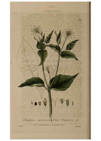 Reproducción/Reproduction 28735290760: British phaenogamous botany,. Oxford,Published by the author, sold by J.H. Parker [etc.]1834-43.