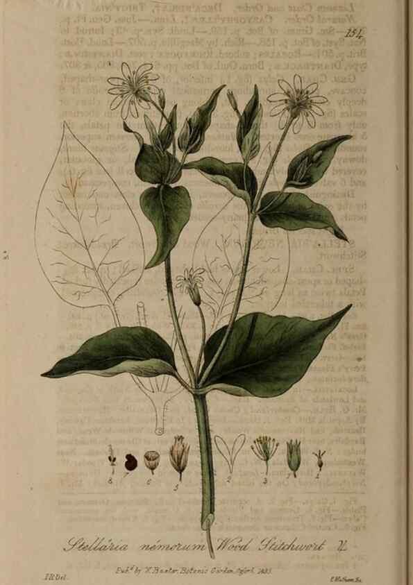 Reproducción/Reproduction 28735290760: British phaenogamous botany,. Oxford,Published by the author, sold by J.H. Parker [etc.]1834-43.
