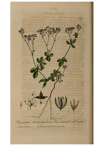 Reproducción/Reproduction 28735293040: British phaenogamous botany,. Oxford,Published by the author, sold by J.H. Parker [etc.]1834-43.