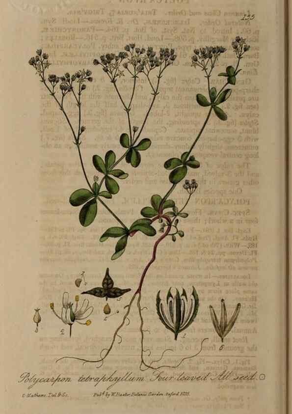 Reproducción/Reproduction 28735293040: British phaenogamous botany,. Oxford,Published by the author, sold by J.H. Parker [etc.]1834-43.