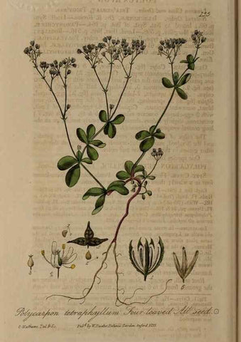 Reproducción/Reproduction 28735293040: British phaenogamous botany,. Oxford,Published by the author, sold by J.H. Parker [etc.]1834-43.