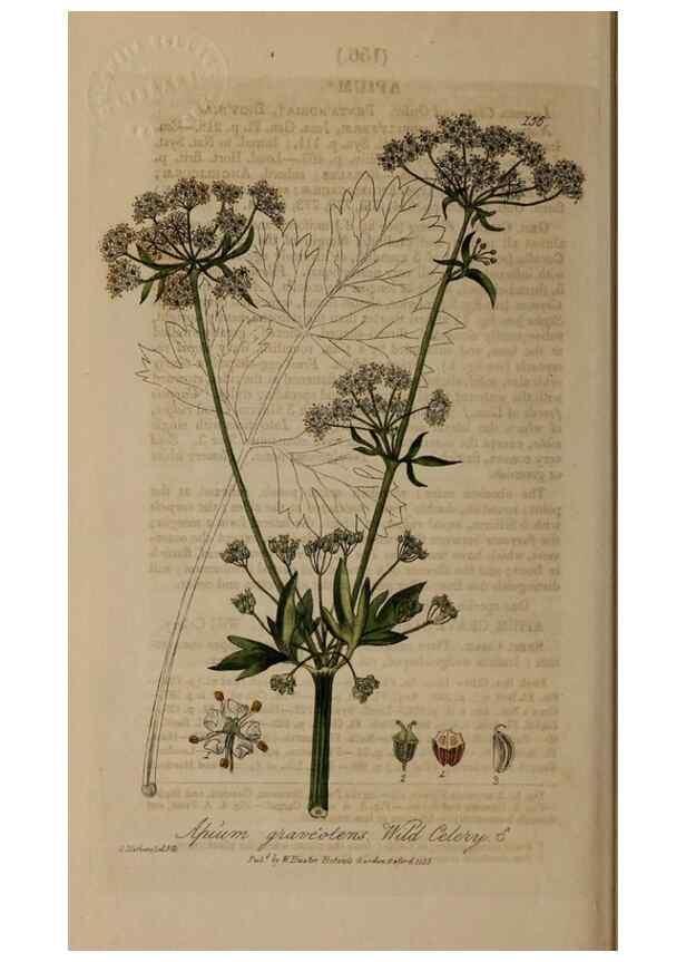 Reproducción/Reproduction 28735295590: British phaenogamous botany,. Oxford,Published by the author, sold by J.H. Parker [etc.]1834-43.