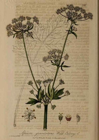 Reproducción/Reproduction 28735295590: British phaenogamous botany,. Oxford,Published by the author, sold by J.H. Parker [etc.]1834-43.