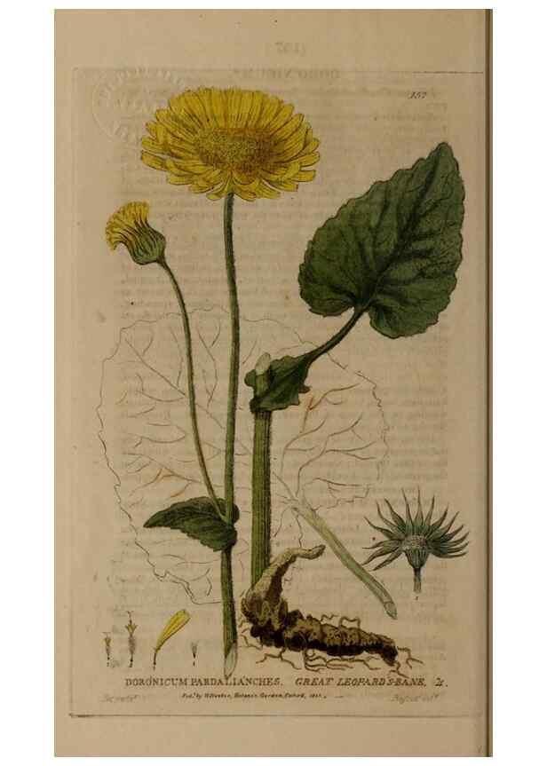 Reproducción/Reproduction 29021315755: British phaenogamous botany,. Oxford,Published by the author, sold by J.H. Parker [etc.]1834-43.