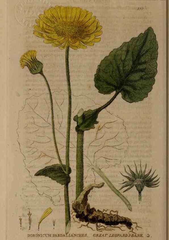 Reproducción/Reproduction 29021315755: British phaenogamous botany,. Oxford,Published by the author, sold by J.H. Parker [etc.]1834-43.