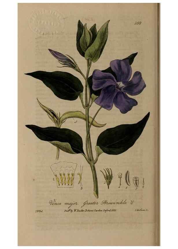 Reproducción/Reproduction 28404209123: British phaenogamous botany,. Oxford,Published by the author, sold by J.H. Parker [etc.]1834-43.