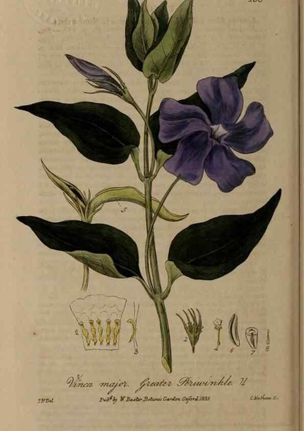 Reproducción/Reproduction 28404209123: British phaenogamous botany,. Oxford,Published by the author, sold by J.H. Parker [etc.]1834-43.