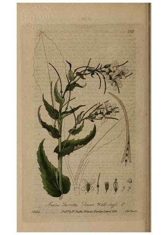 Reproducción/Reproduction 29021321405: British phaenogamous botany,. Oxford,Published by the author, sold by J.H. Parker [etc.]1834-43.