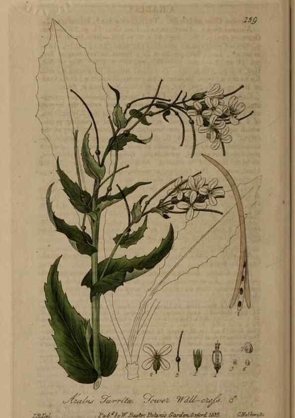Reproducción/Reproduction 29021321405: British phaenogamous botany,. Oxford,Published by the author, sold by J.H. Parker [etc.]1834-43.