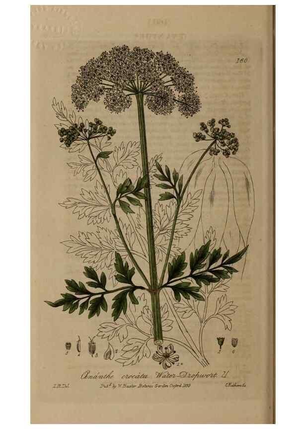 Reproducción/Reproduction 28404213643: British phaenogamous botany,. Oxford,Published by the author, sold by J.H. Parker [etc.]1834-43.