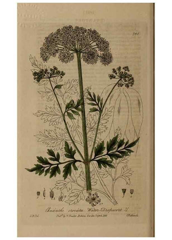 Reproducción/Reproduction 28404213643: British phaenogamous botany,. Oxford,Published by the author, sold by J.H. Parker [etc.]1834-43.
