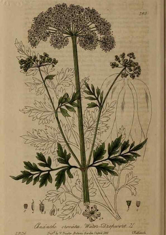 Reproducción/Reproduction 28404213643: British phaenogamous botany,. Oxford,Published by the author, sold by J.H. Parker [etc.]1834-43.