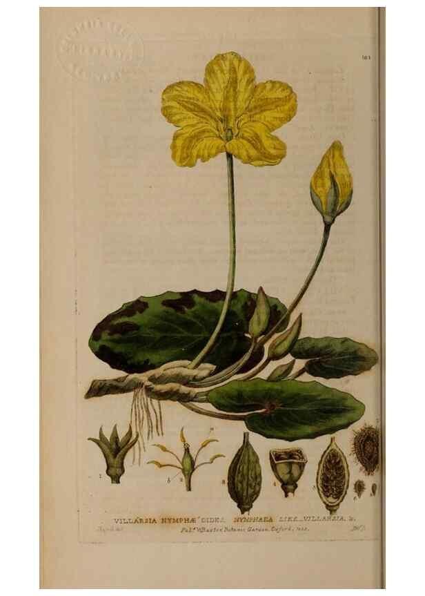 Reproducción/Reproduction 29022631705: British phaenogamous botany,. Oxford,Published by the author, sold by J.H. Parker [etc.]1834-43.