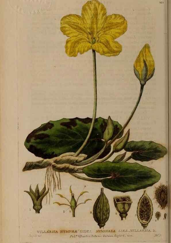 Reproducción/Reproduction 29022631705: British phaenogamous botany,. Oxford,Published by the author, sold by J.H. Parker [etc.]1834-43.