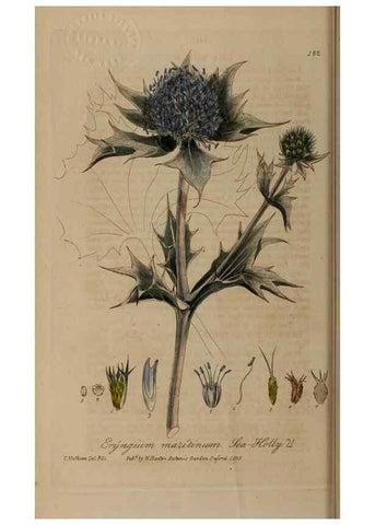 Reproducción/Reproduction 28402487164: British phaenogamous botany,. Oxford,Published by the author, sold by J.H. Parker [etc.]1834-43.