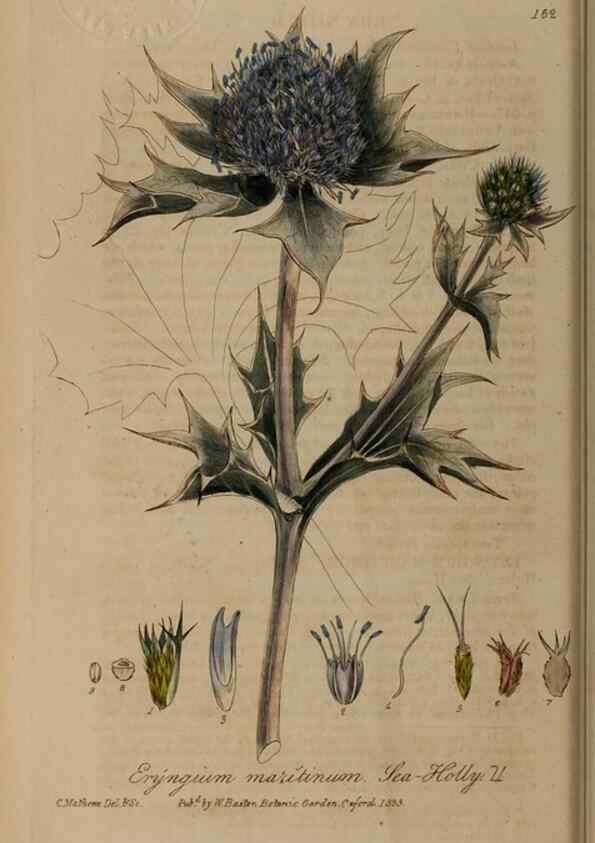 Reproducción/Reproduction 28402487164: British phaenogamous botany,. Oxford,Published by the author, sold by J.H. Parker [etc.]1834-43.