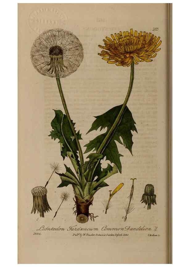 Reproducción/Reproduction 28917757232: British phaenogamous botany,. Oxford,Published by the author, sold by J.H. Parker [etc.]1834-43.