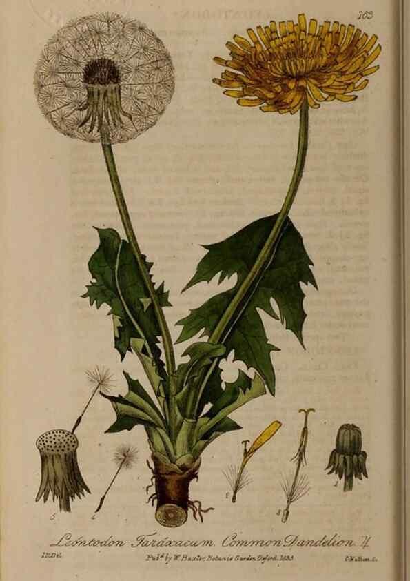 Reproducción/Reproduction 28917757232: British phaenogamous botany,. Oxford,Published by the author, sold by J.H. Parker [etc.]1834-43.