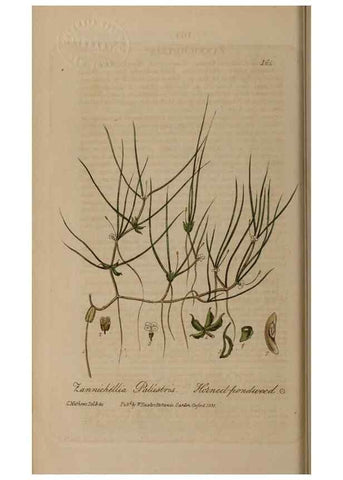 Reproducción/Reproduction 28402491734: British phaenogamous botany,. Oxford,Published by the author, sold by J.H. Parker [etc.]1834-43.