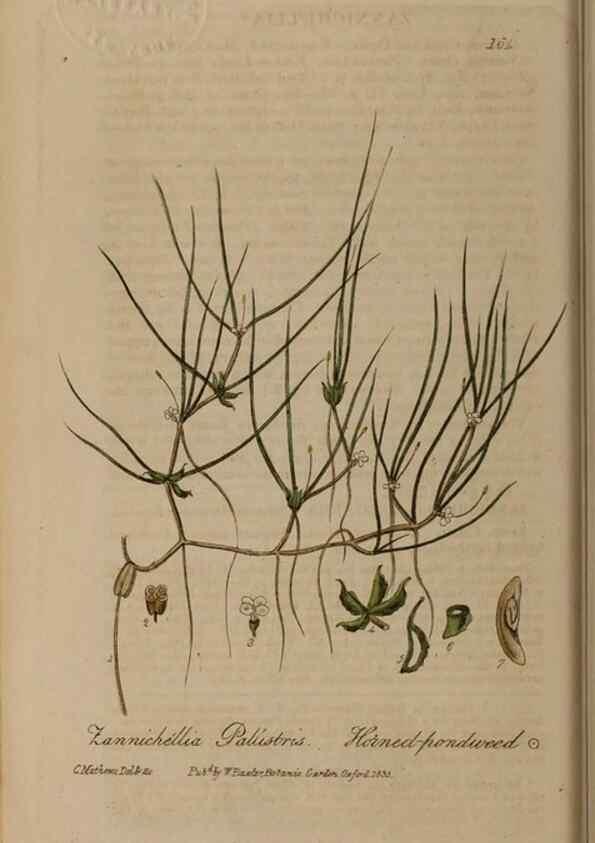 Reproducción/Reproduction 28402491734: British phaenogamous botany,. Oxford,Published by the author, sold by J.H. Parker [etc.]1834-43.