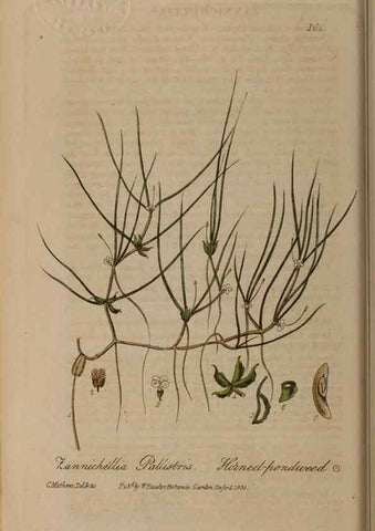 Reproducción/Reproduction 28402491734: British phaenogamous botany,. Oxford,Published by the author, sold by J.H. Parker [etc.]1834-43.