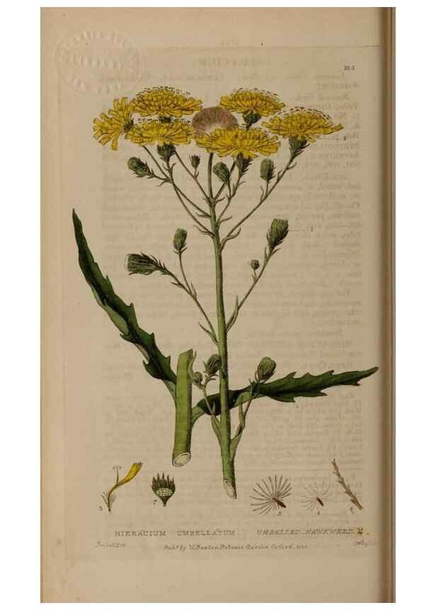Reproducción/Reproduction 28402494144: British phaenogamous botany,. Oxford,Published by the author, sold by J.H. Parker [etc.]1834-43.