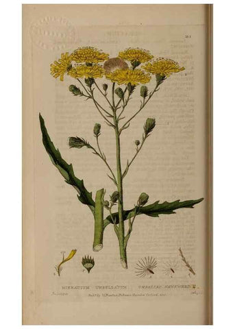 Reproducción/Reproduction 28402494144: British phaenogamous botany,. Oxford,Published by the author, sold by J.H. Parker [etc.]1834-43.