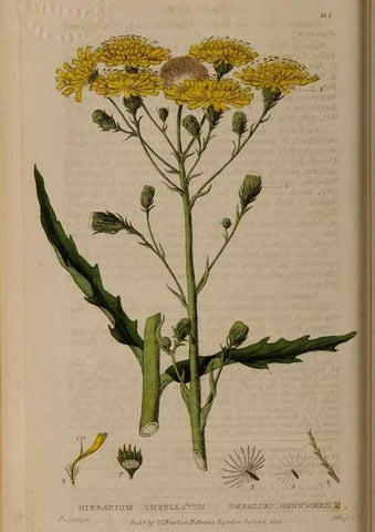 Reproducción/Reproduction 28402494144: British phaenogamous botany,. Oxford,Published by the author, sold by J.H. Parker [etc.]1834-43.