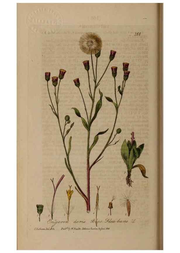 Reproducción/Reproduction 28402496794: British phaenogamous botany,. Oxford,Published by the author, sold by J.H. Parker [etc.]1834-43.