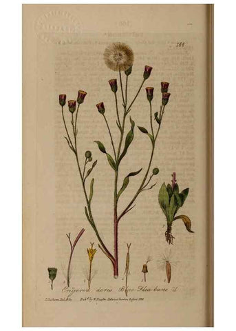 Reproducción/Reproduction 28402496794: British phaenogamous botany,. Oxford,Published by the author, sold by J.H. Parker [etc.]1834-43.