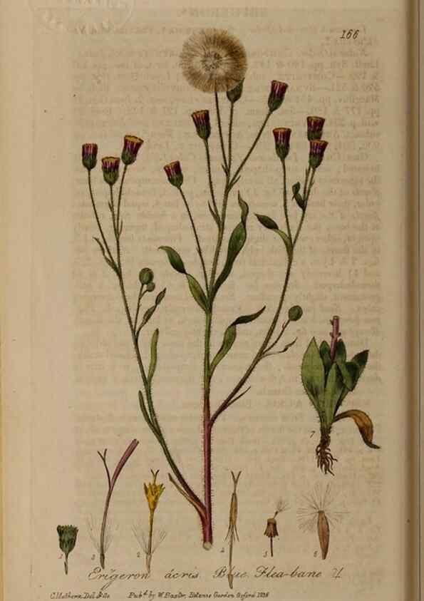 Reproducción/Reproduction 28402496794: British phaenogamous botany,. Oxford,Published by the author, sold by J.H. Parker [etc.]1834-43.