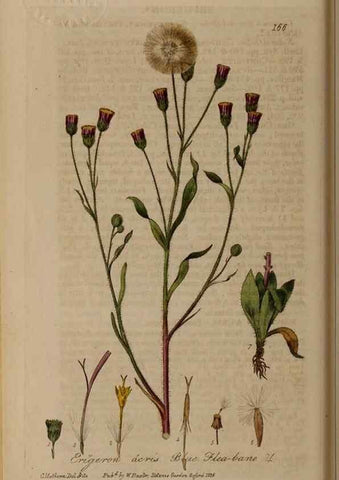 Reproducción/Reproduction 28402496794: British phaenogamous botany,. Oxford,Published by the author, sold by J.H. Parker [etc.]1834-43.