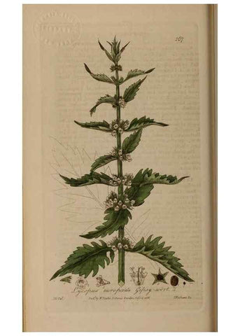 Reproducción/Reproduction 28405475593: British phaenogamous botany,. Oxford,Published by the author, sold by J.H. Parker [etc.]1834-43.